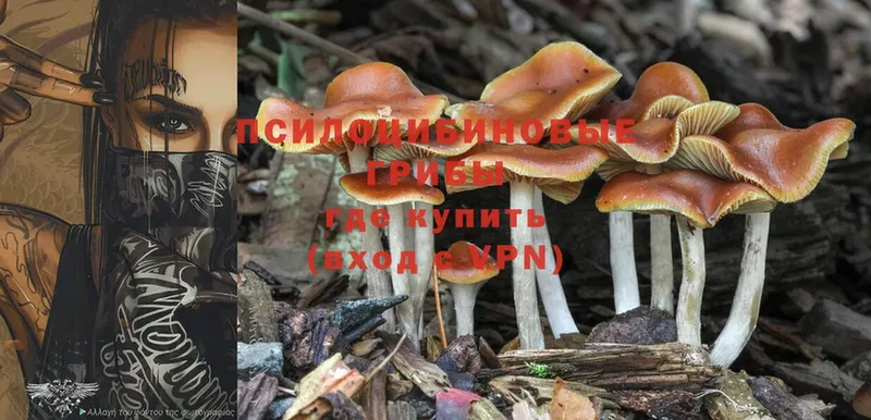 где можно купить   Нерчинск  Галлюциногенные грибы GOLDEN TEACHER 